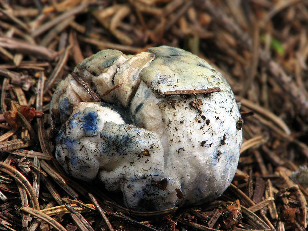 Chamonixia caespitosa