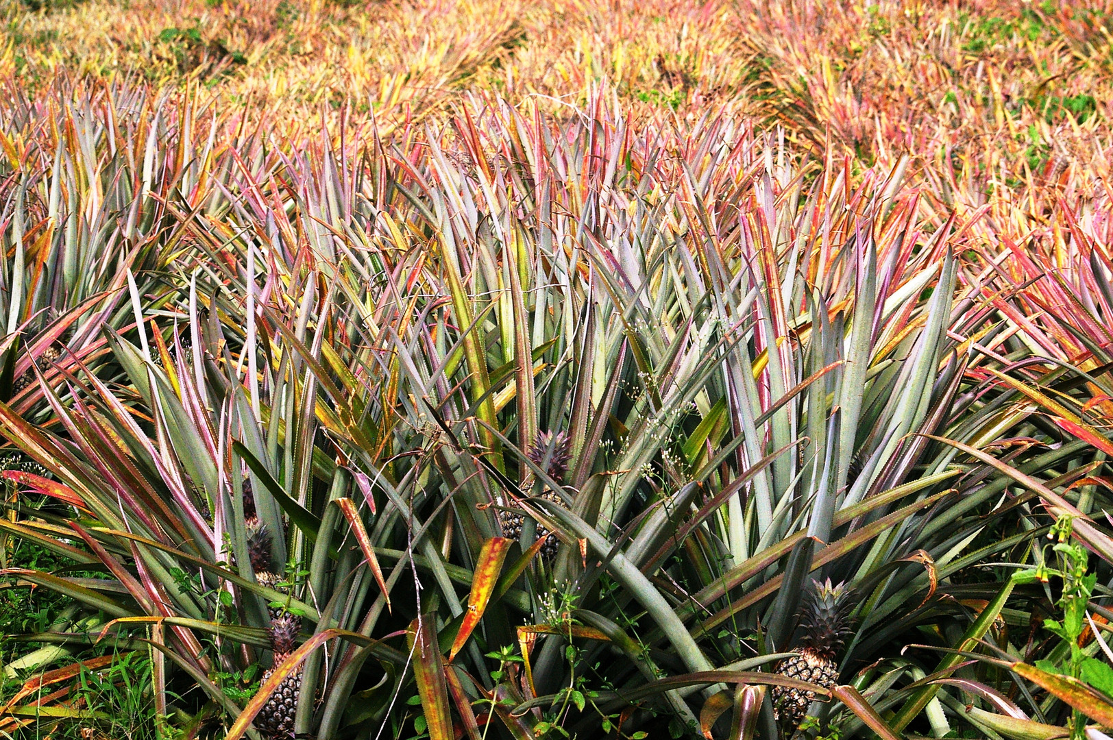 Champ d'ananas.