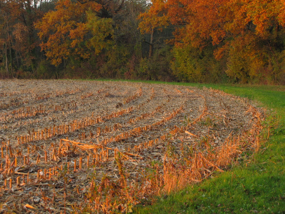 Champ d'automne