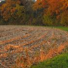 Champ d'automne