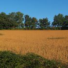 Champ de…..? au petit matin dans le Gers