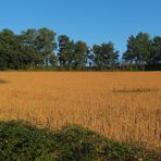 Champ de…..? au petit matin dans le Gers