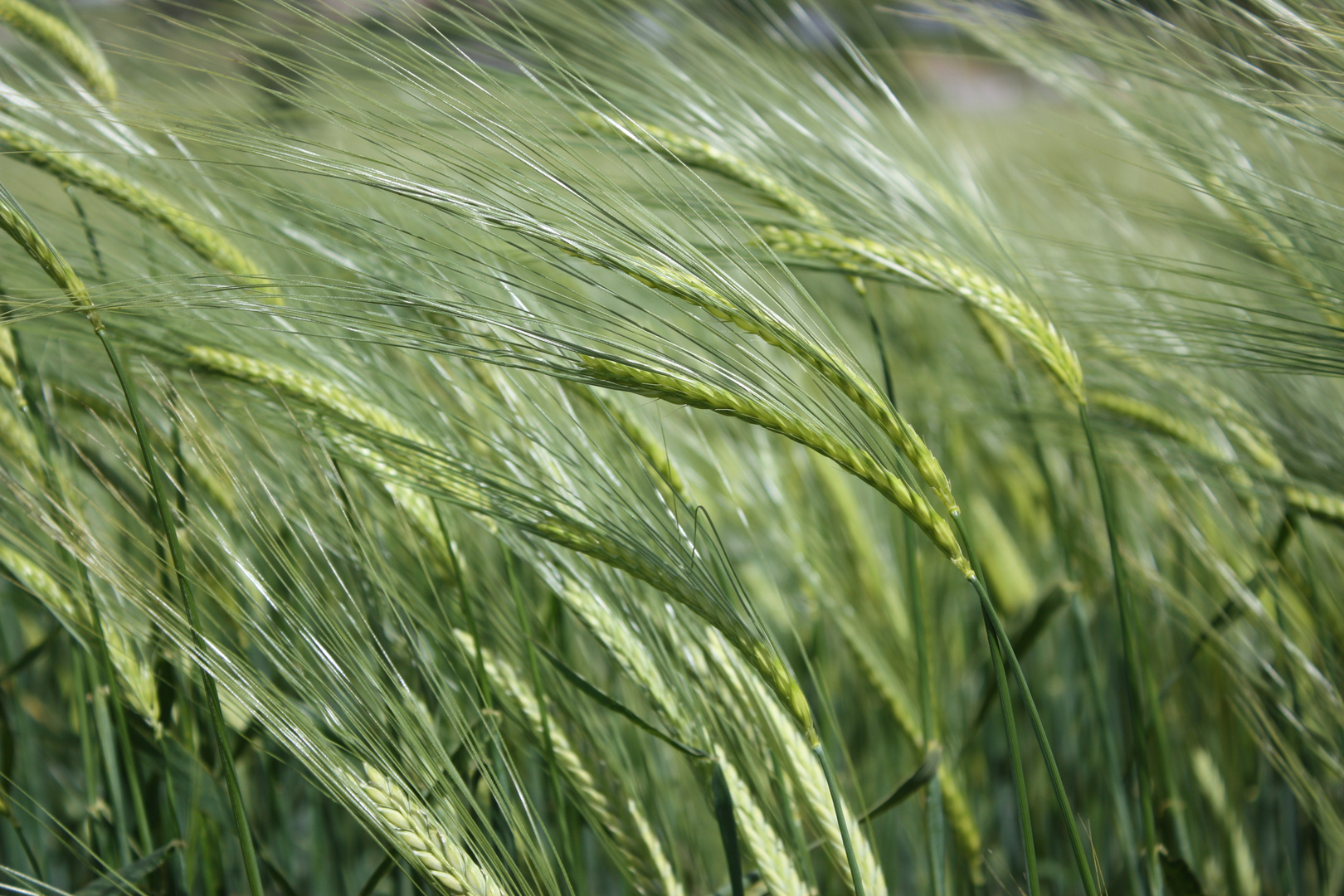 champ de blé