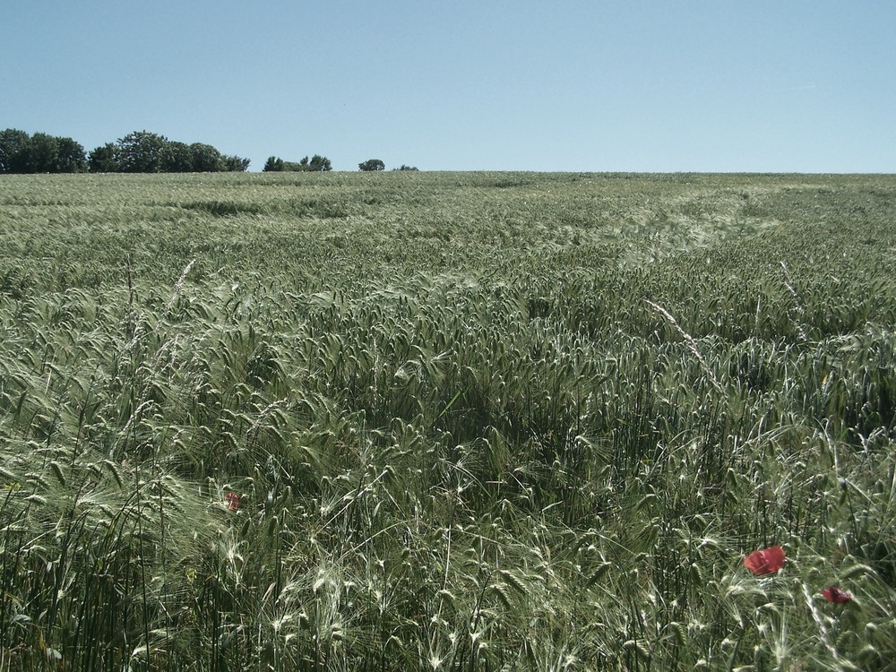 Champ de blé