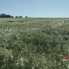 Champ de blé