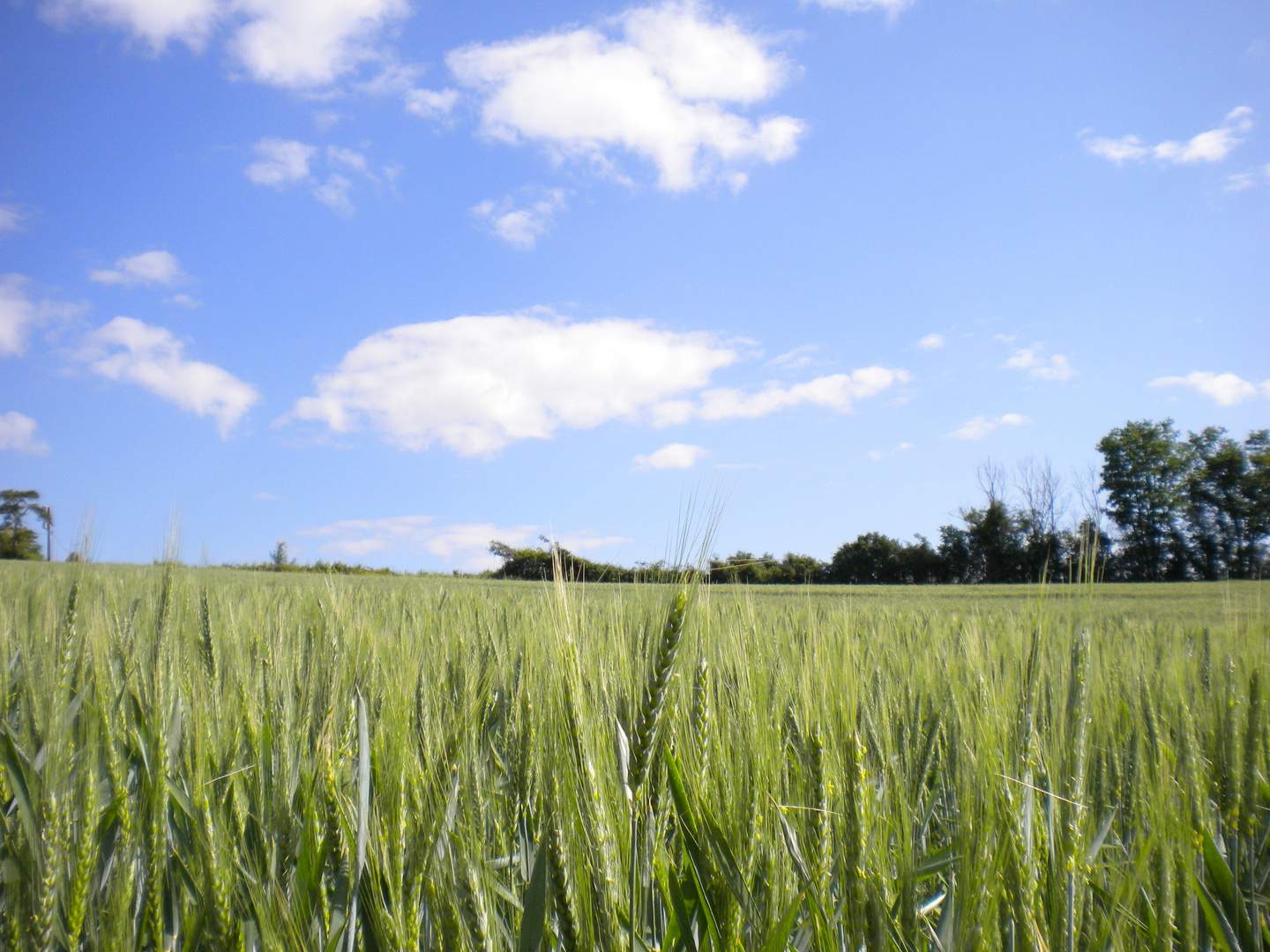 champ de blé