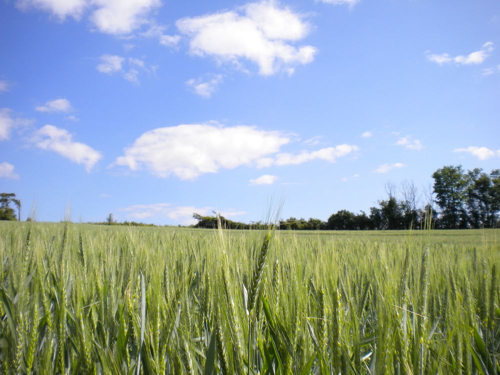 champ de blé de sallesalex 