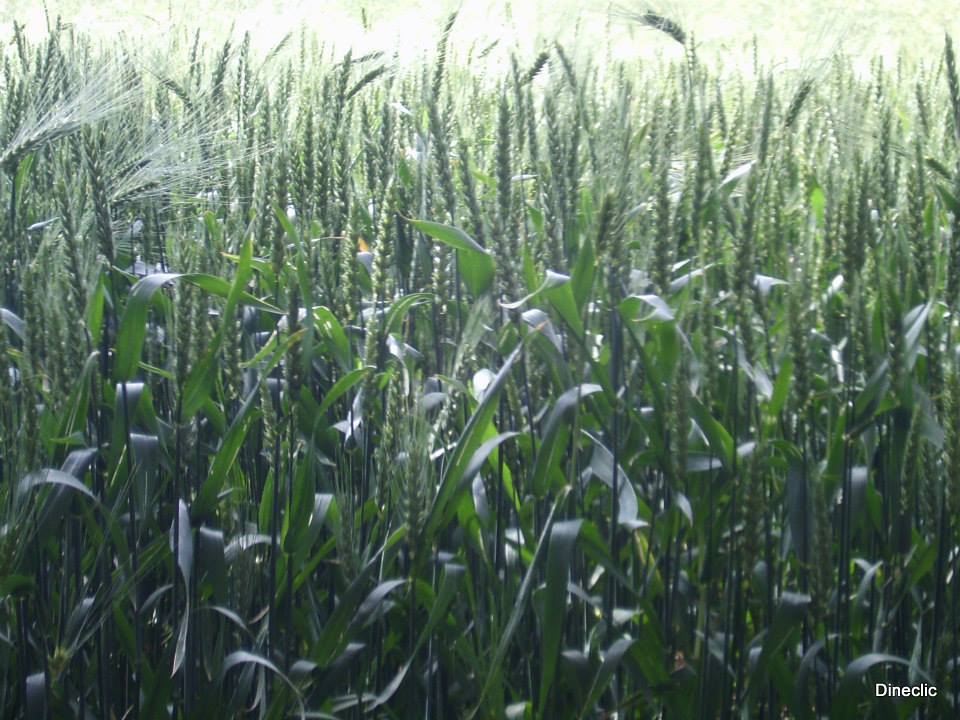 champ de blé