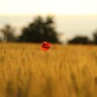 champ de blé