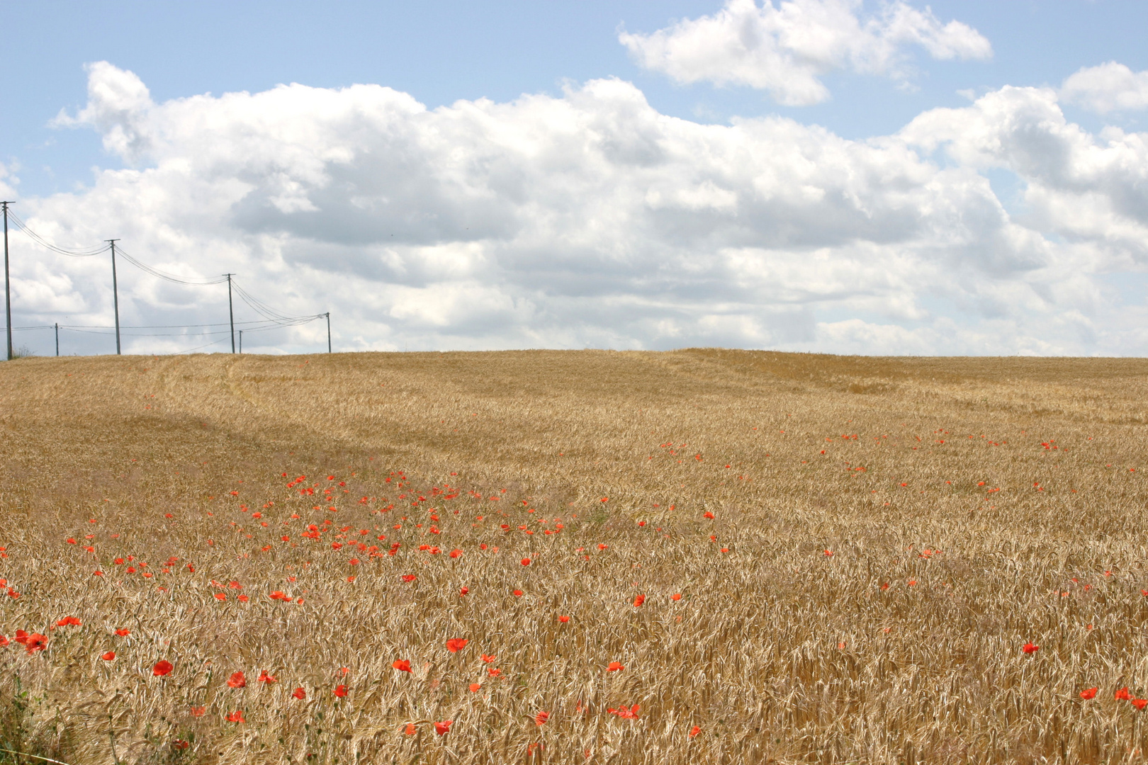 Champ de blé à Sainte Blandine