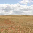 Champ de blé à Sainte Blandine