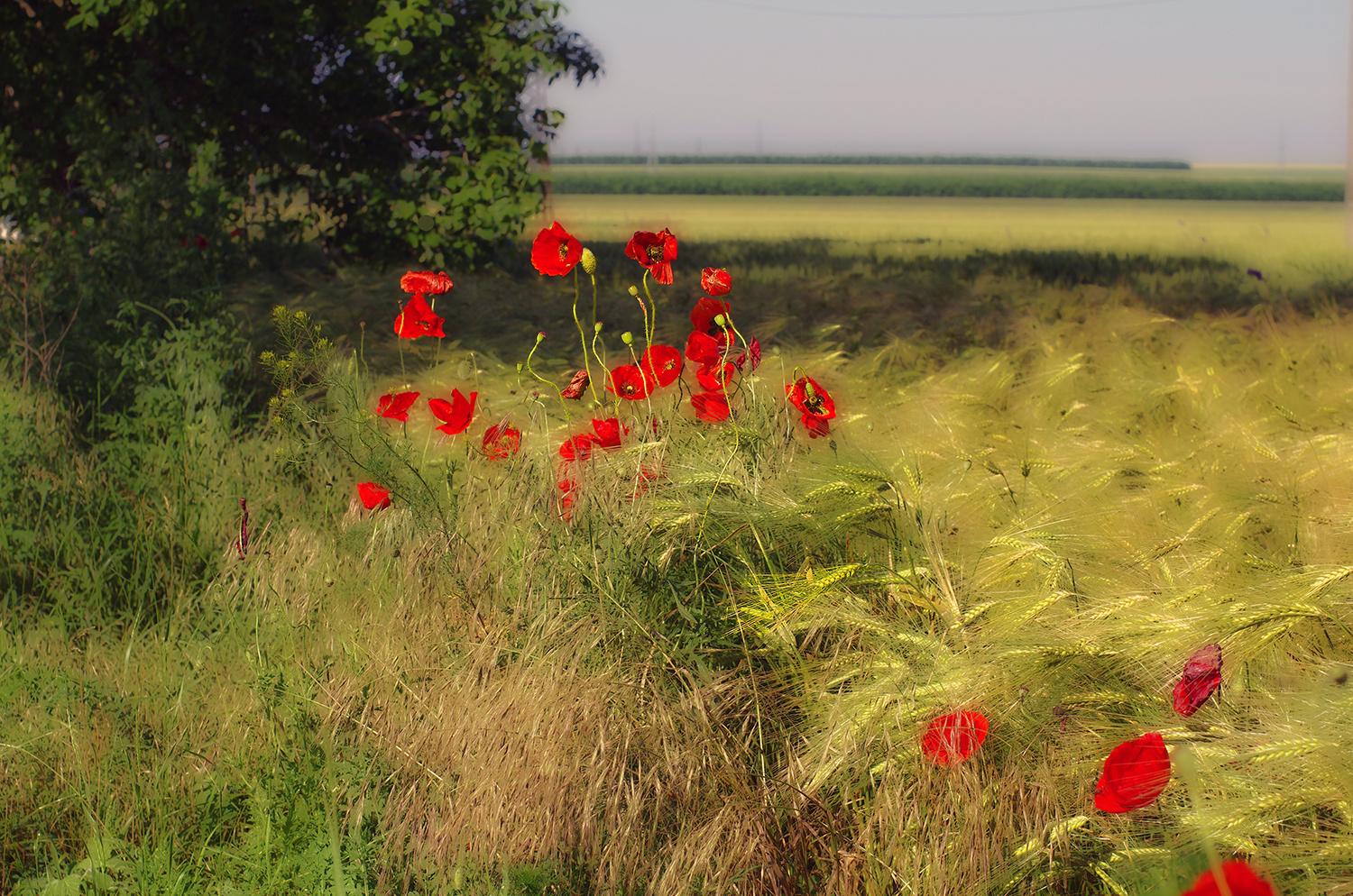 Champ de blé avec des coquelicots