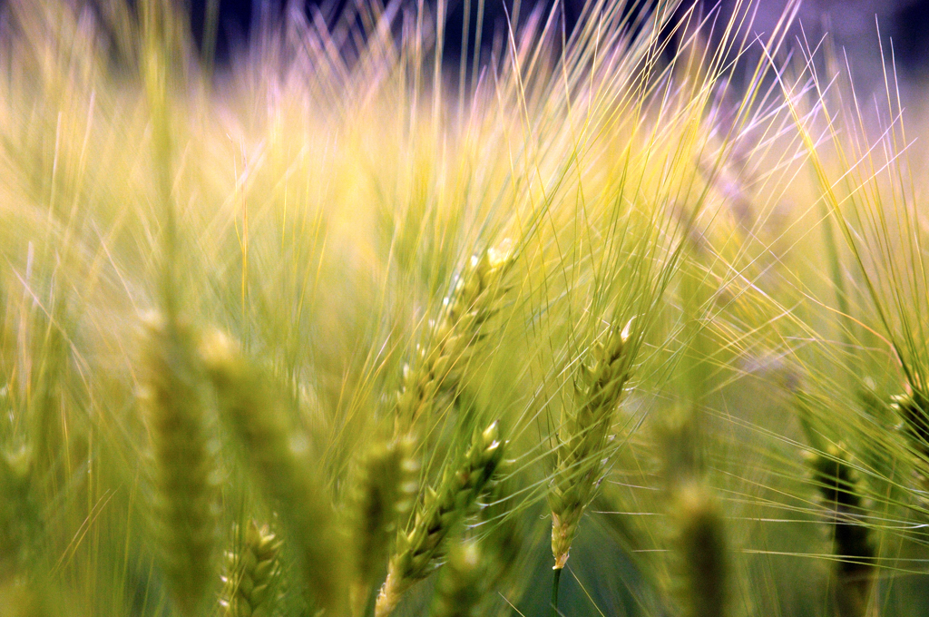 Champ de blé