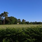 Champ de blé dans le Gers fin mai  --  Ein Kornfeld in dem Gers Ende Mai