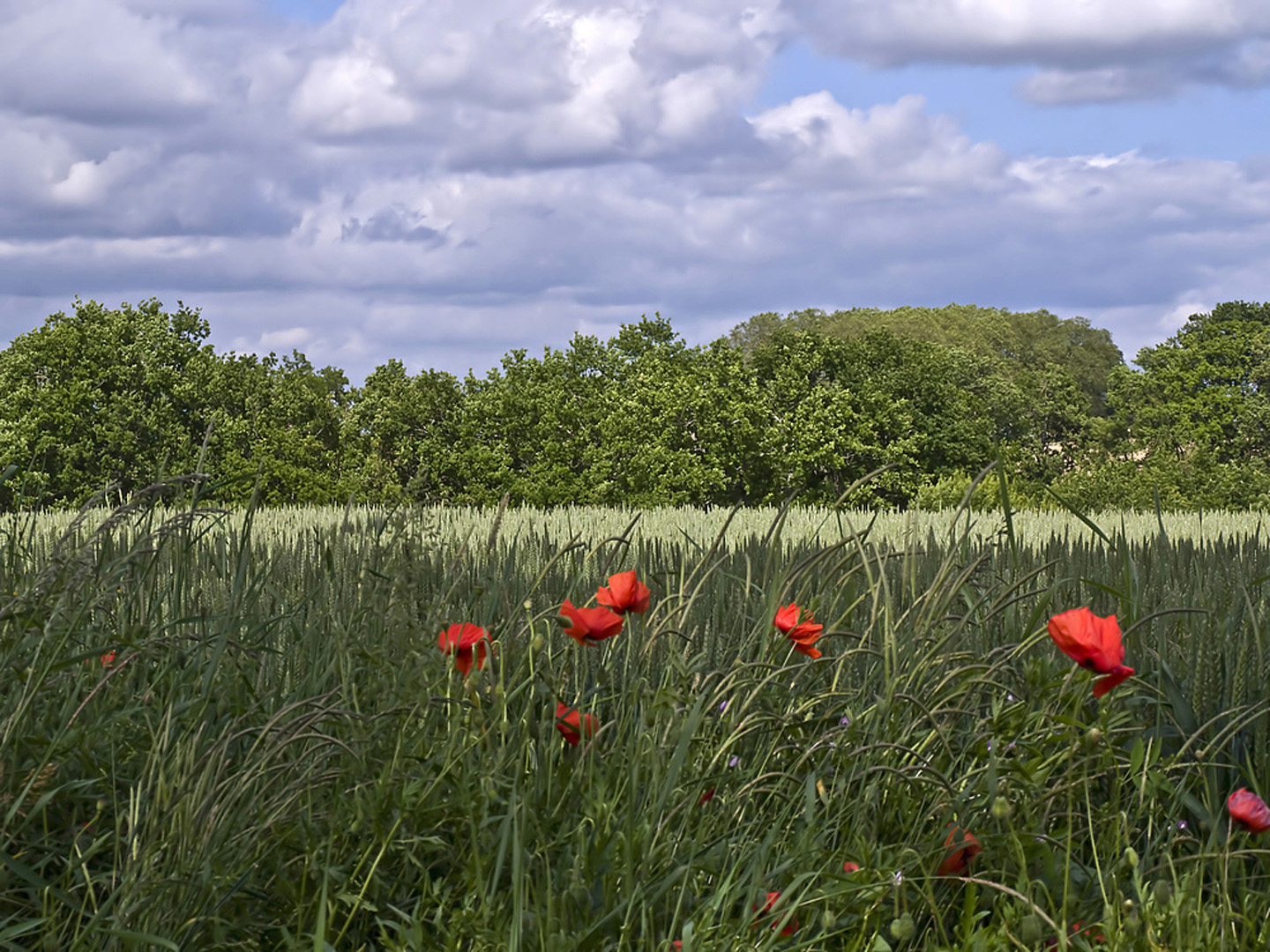 Champ de blé en mai  --  Kornfeld im Mai