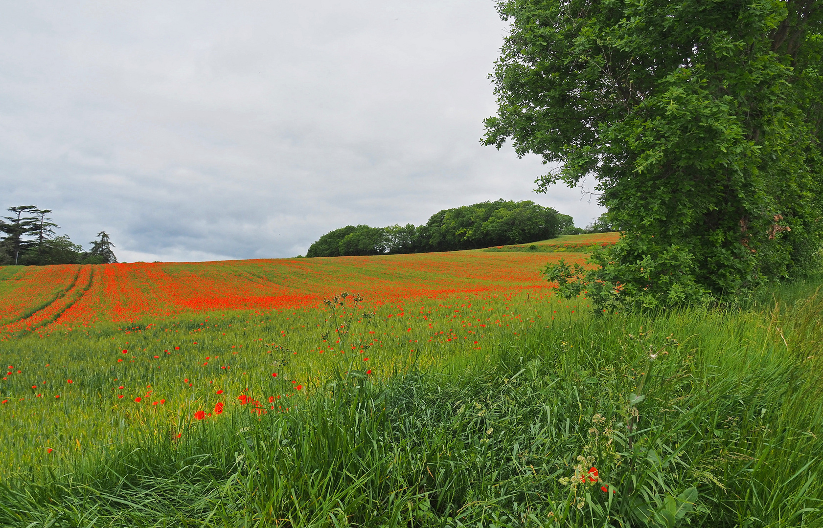 Champ de blé et coquelicots en Lomagne