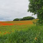 Champ de blé et coquelicots en Lomagne