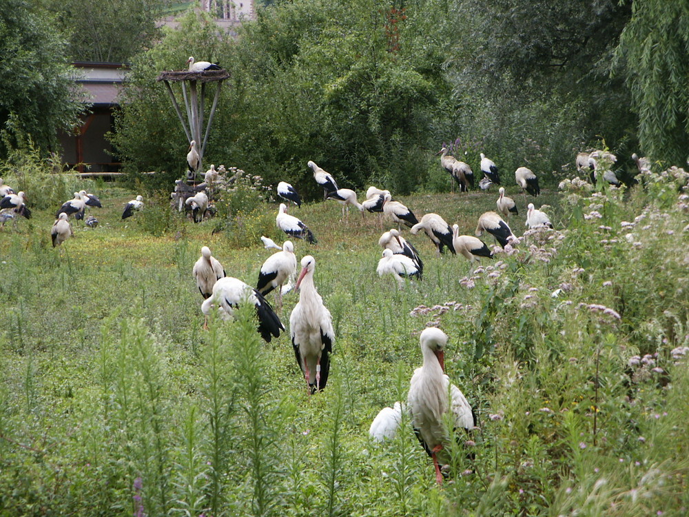 Champ de Cigognes