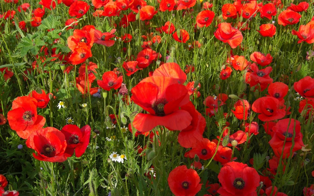 Champ de cocquelicots