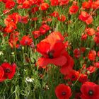 Champ de cocquelicots