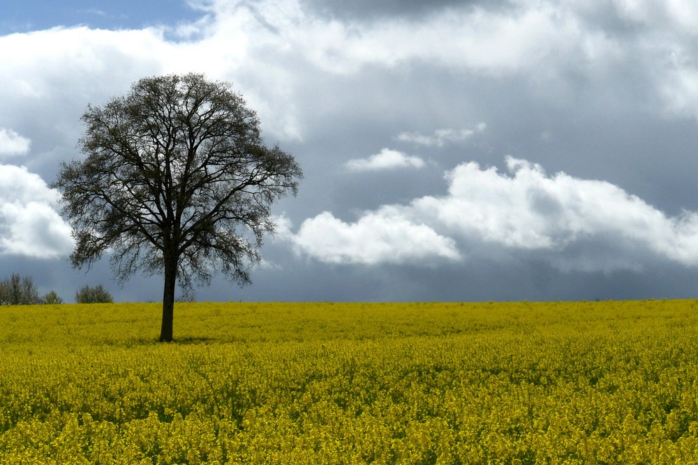 champ de colza