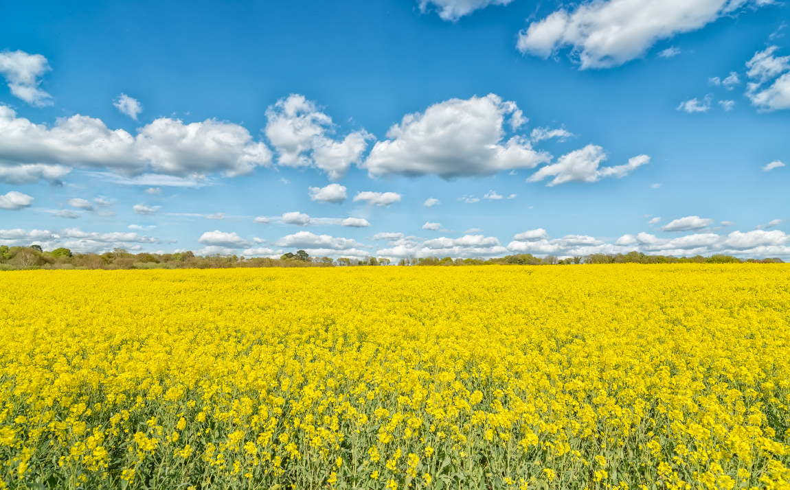 Champ de colza par un après-midi ensoleillé