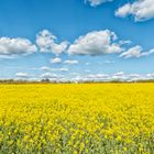 Champ de colza par un après-midi ensoleillé