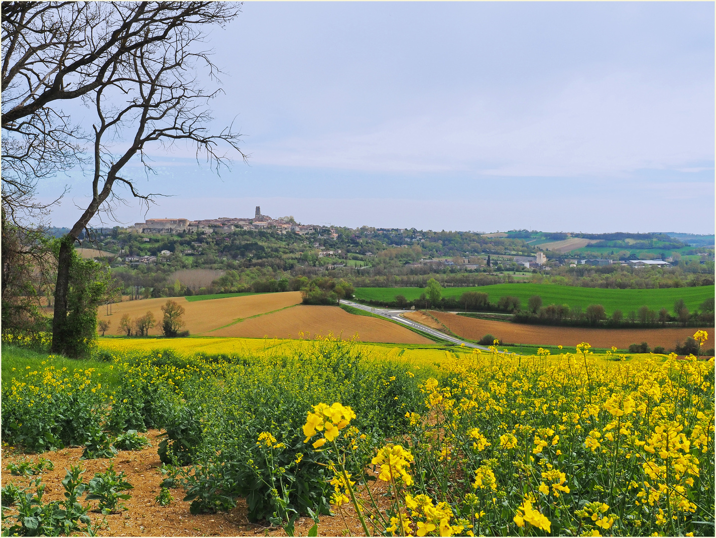 Champ de colza près de Lectoure