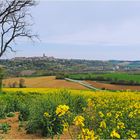 Champ de colza près de Lectoure