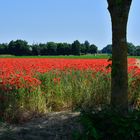 Champ de coquelicots