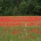 Champ de coquelicots