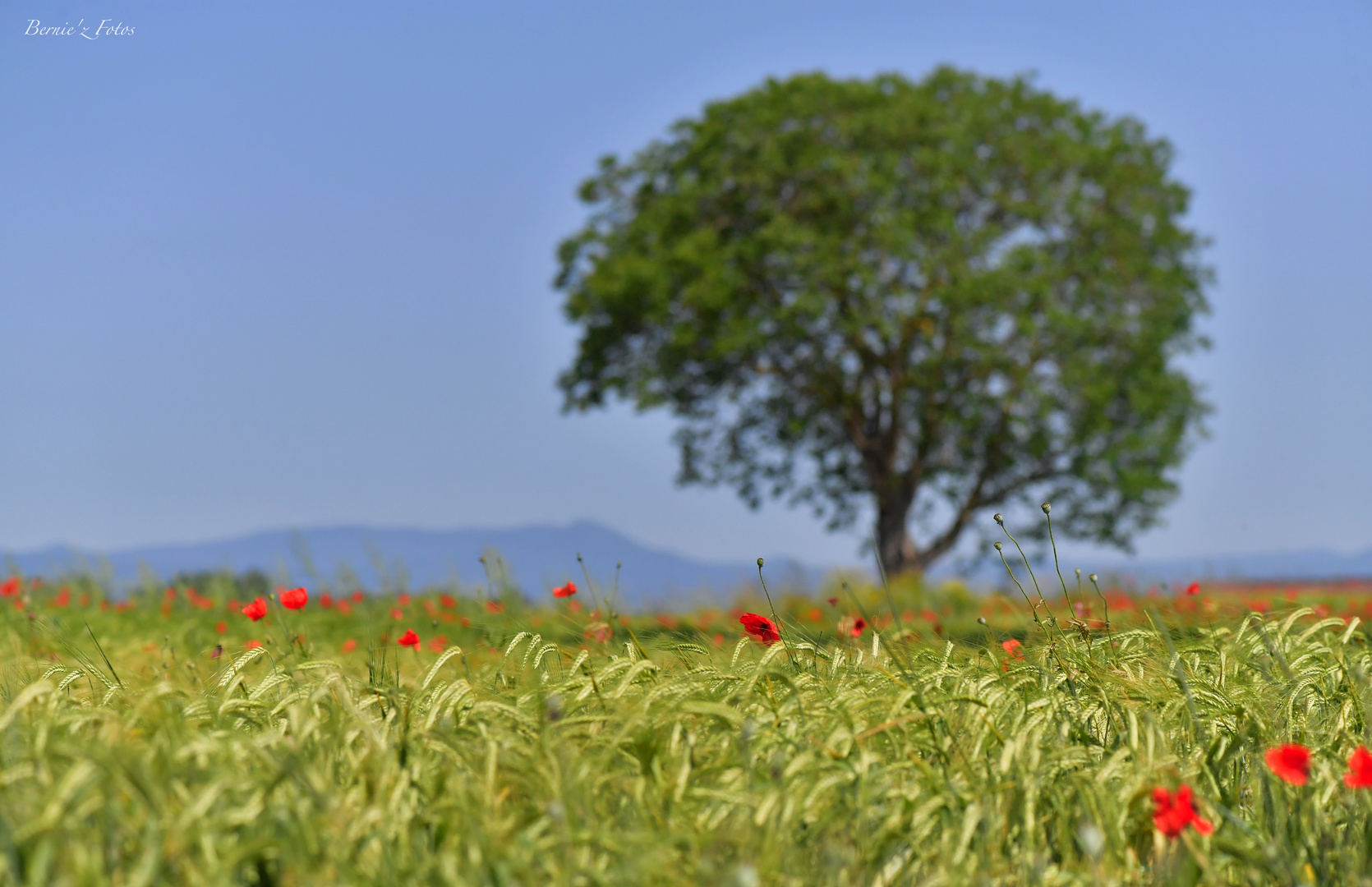 Champ de coquelicots