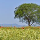 Champ de coquelicots