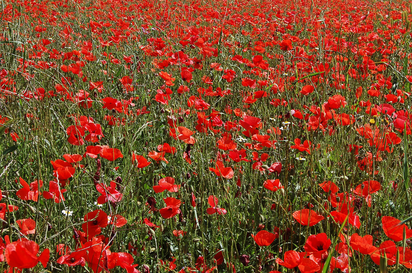 Champ de coquelicots