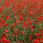 Champ de coquelicots