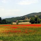 champ de coquelicots