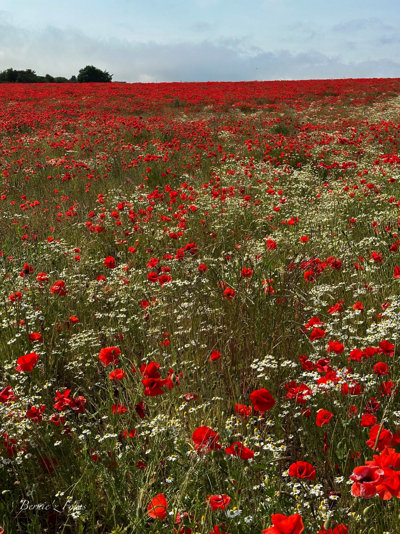 Champ de coquelicots