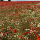 Champ de coquelicots