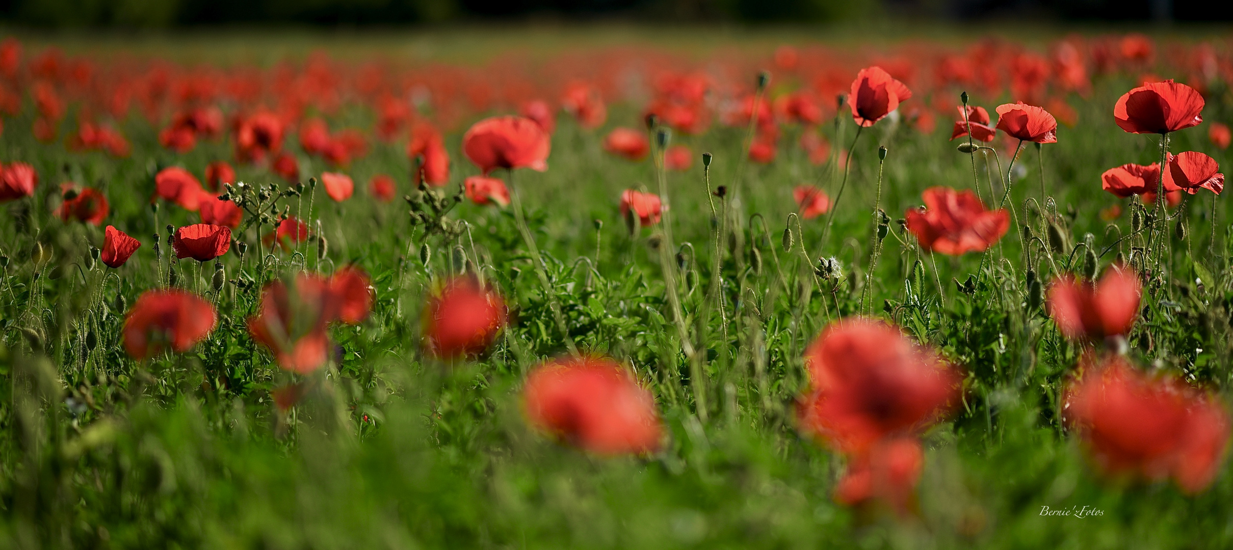 Champ de coquelicots