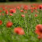 Champ de coquelicots