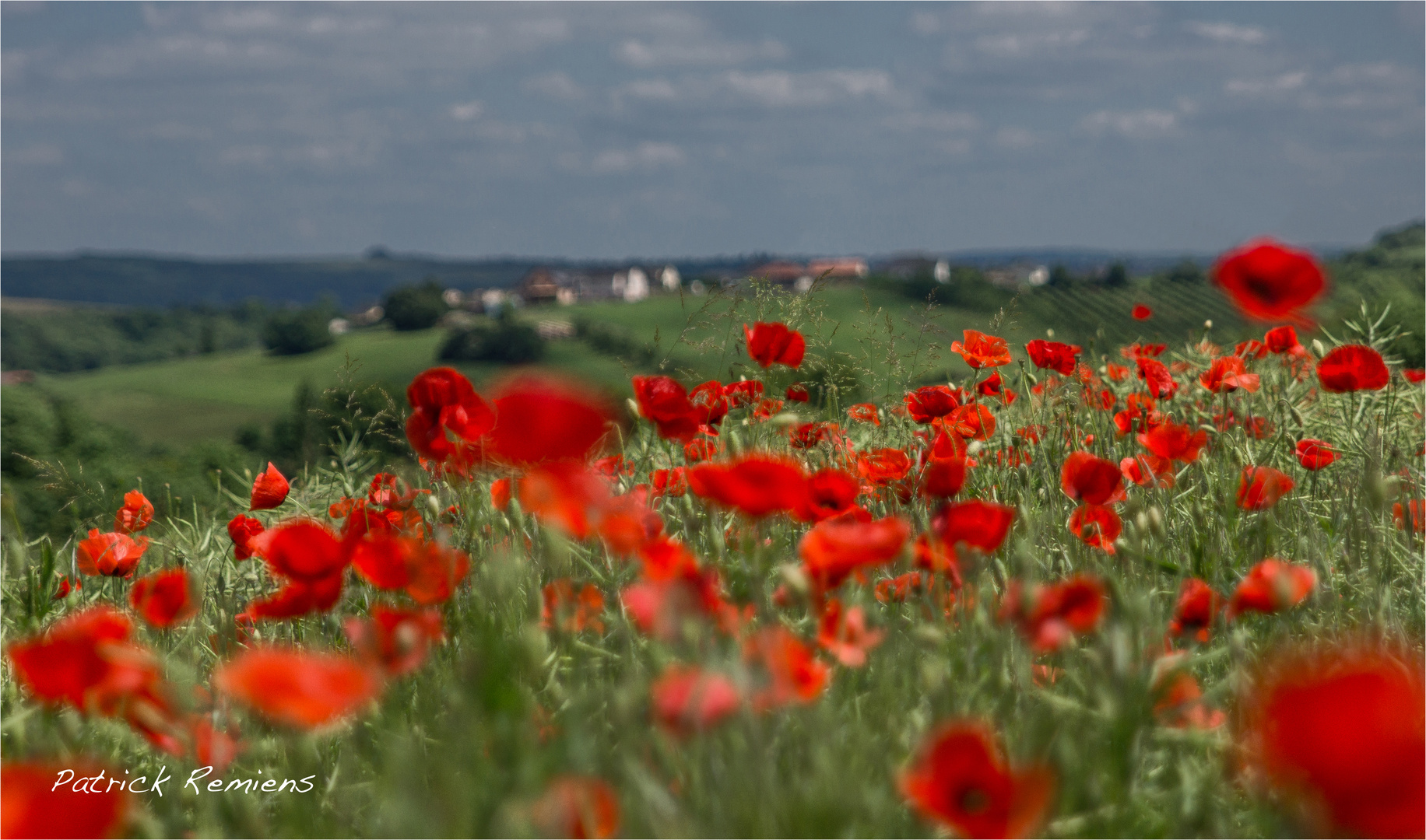 champ de coquelicots