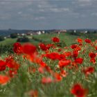 champ de coquelicots