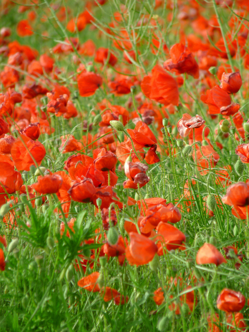 Champ de coquelicots