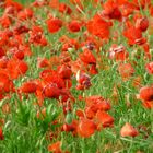 Champ de coquelicots