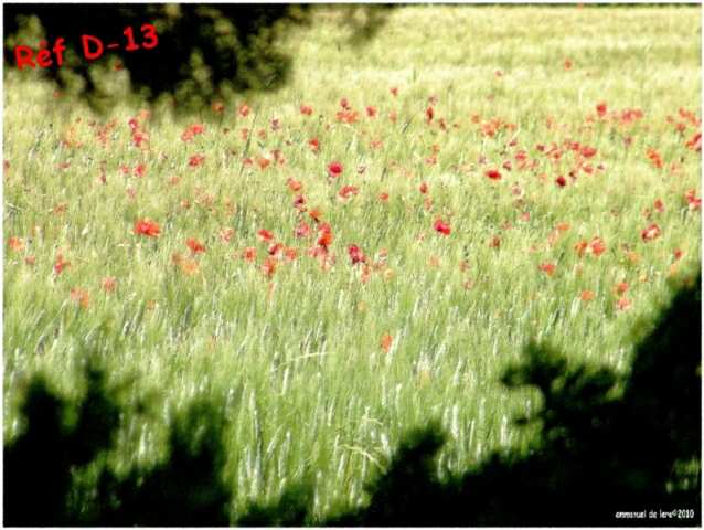 champ de coquelicots