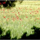 champ de coquelicots