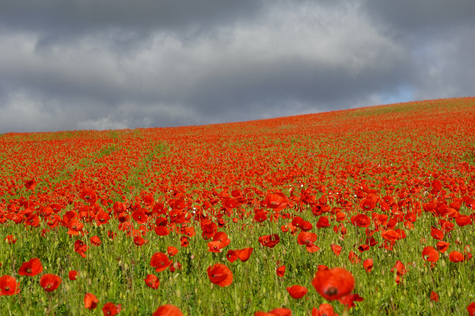 Champ de coquelicots