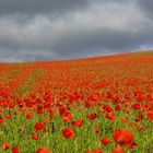 Champ de coquelicots