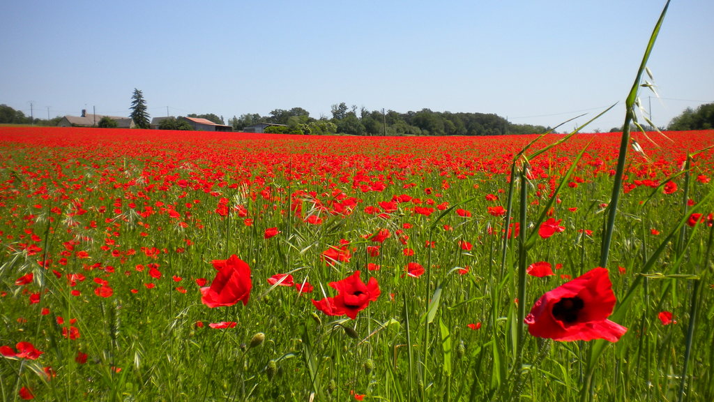 Champ de coquelicots