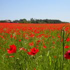 Champ de coquelicots